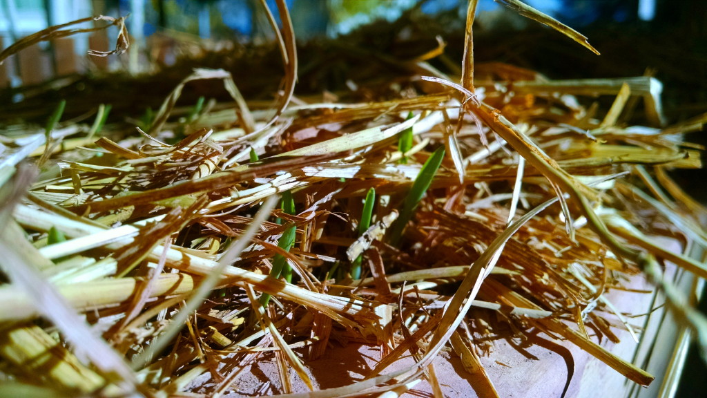 Sprouting Straw
